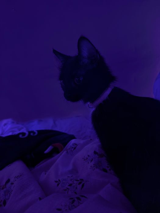 Отдам кошку в добрые руки