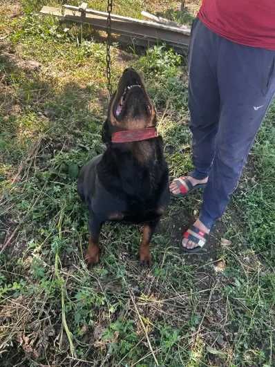 Donez caini Rottweiller