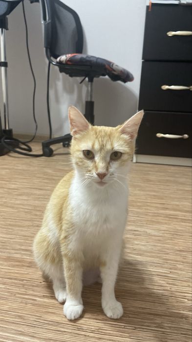 Отдам даром кошку