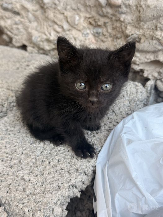 Mushuklar hadyaga beriladi