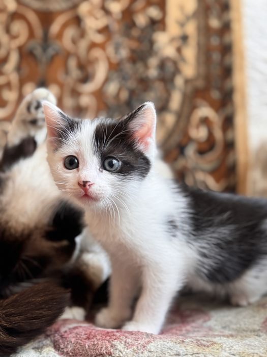 Отдам котенка в добрые руки