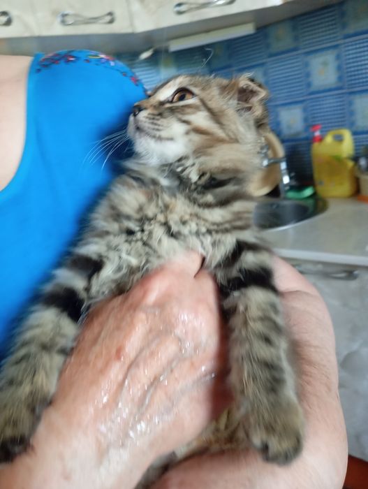 Котята девочки!!