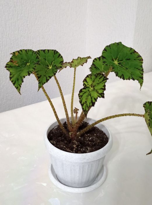 Цветый компания, разные