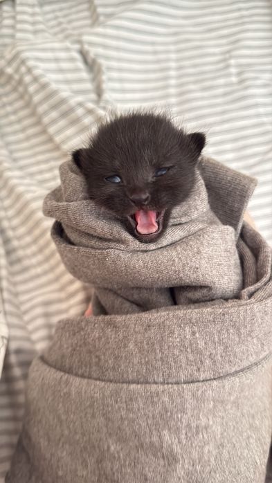 Отдам Котят в добрые руки!