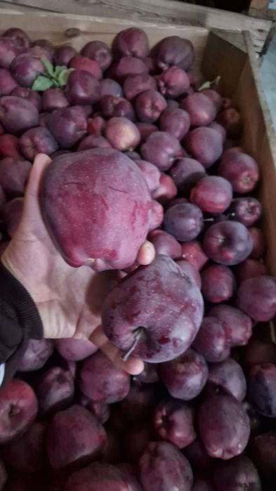 Mere de vânzare. Cantitate mare. Calitate superioară