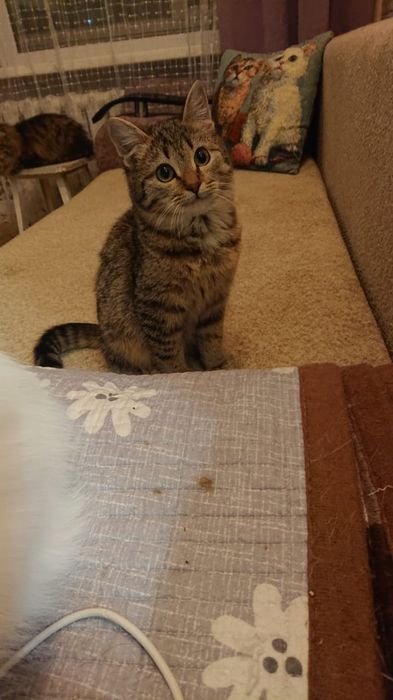 Кошечка красавица