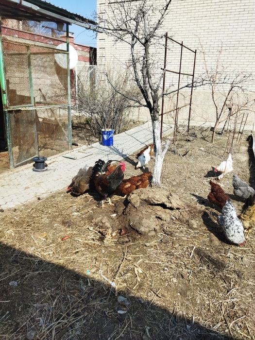 Продаются домашние яйца