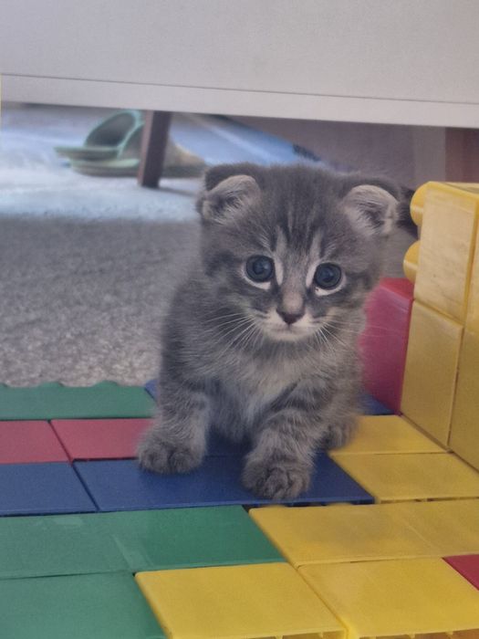 Продам котёнка мальчик