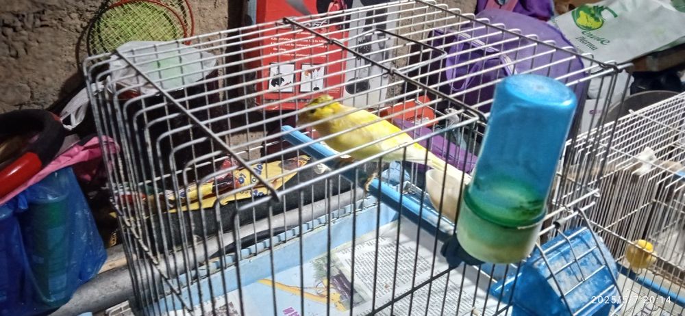 канарейки здоровые