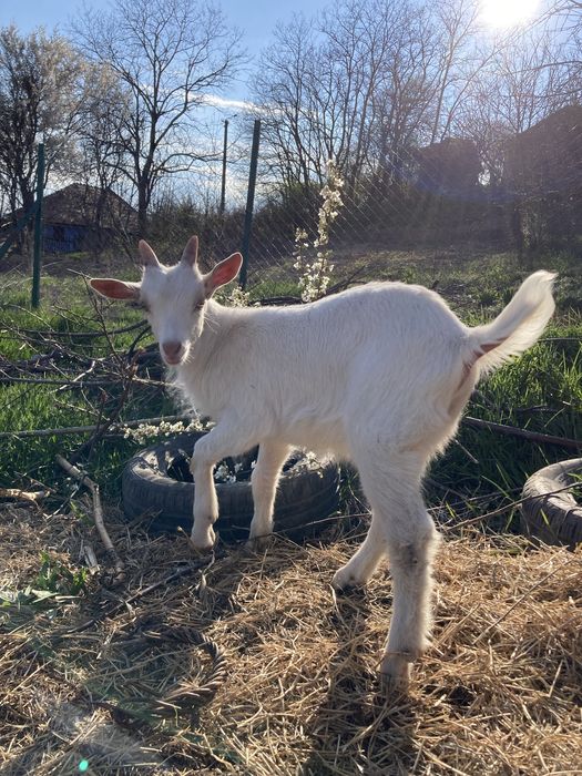 Tapisor de tinut din capra foarte buna de lapte