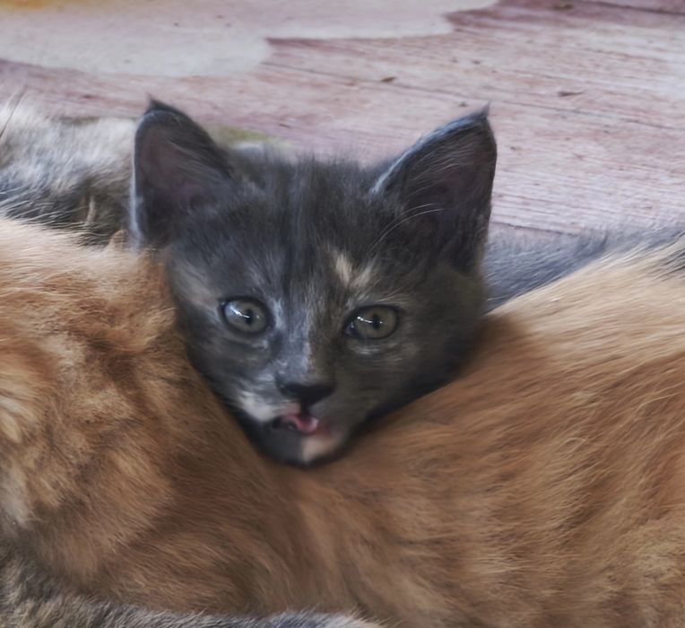 Котенок  в добрые руки