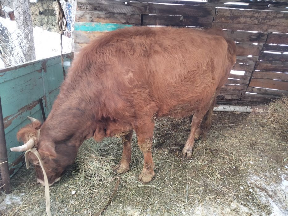 Продаю корову хороший