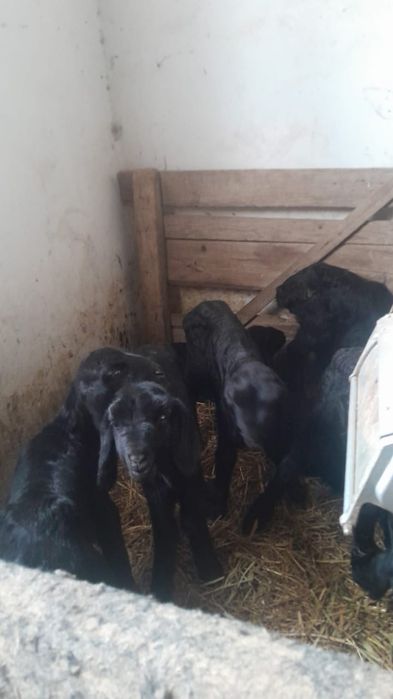 Жетім козылар сатылады