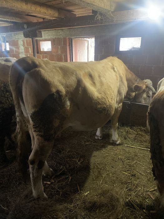 De vanzare  vaca baltata romaneasca