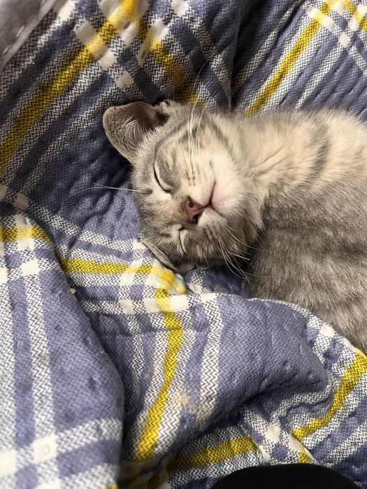 Котик кот бесплатно