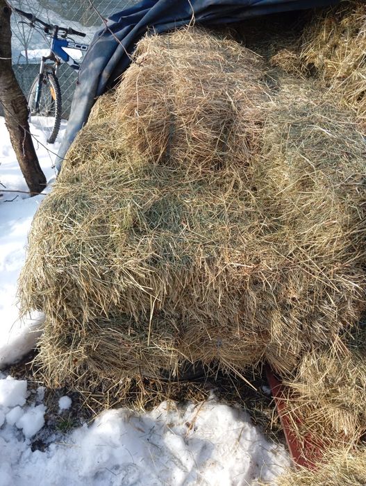 Vand baloti de fan 25 lei buc