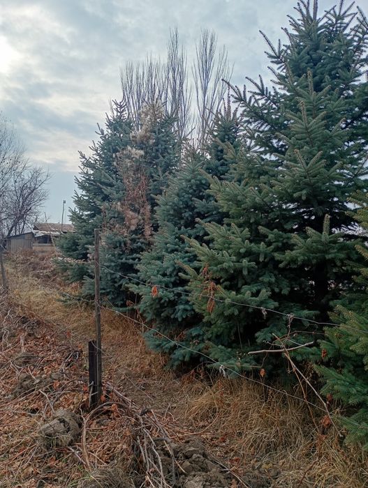 Продам ёлки молодые