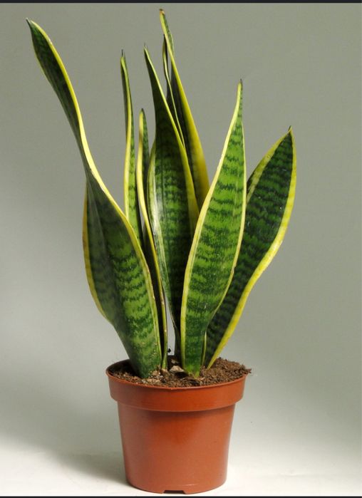 Сансеверия комнатный цветок