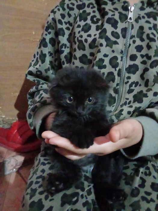 Чорни Кошка девочка