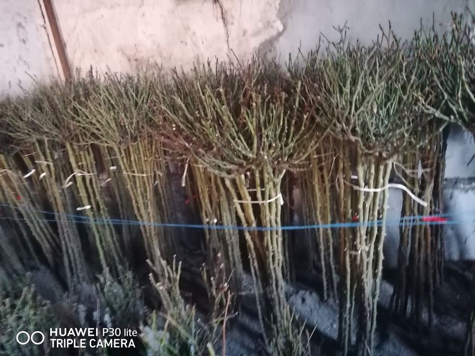 Vand pomi fructiferi