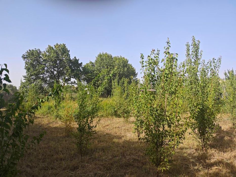 Hovli sotiladi 18 sotix. Yer maydoni katta