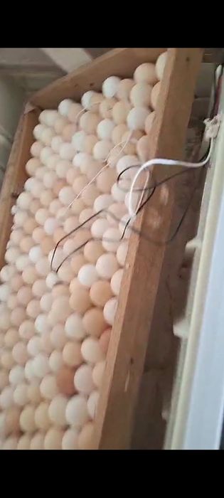 Балапан ашатын автомат