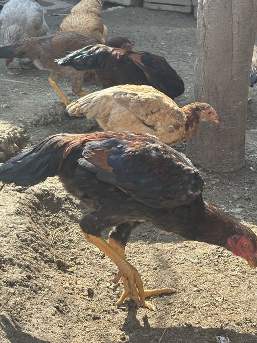 Даканы 5 меяцячние