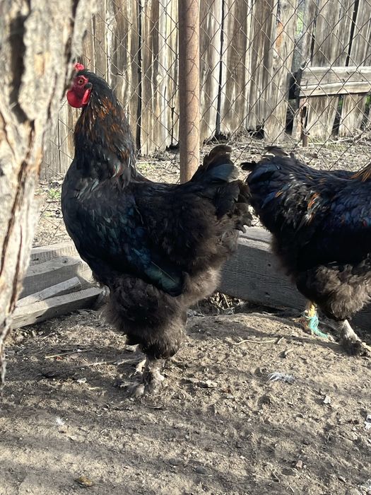 Петухи Брамы черной и куропатчатой