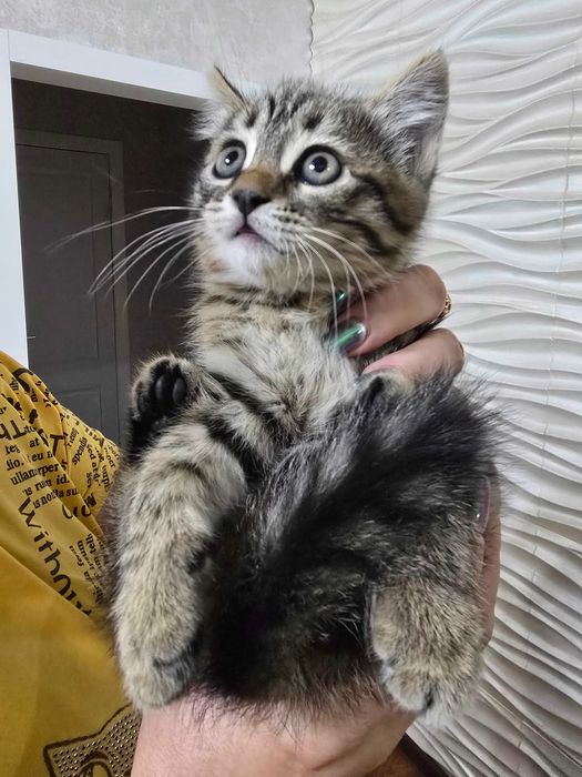 Отдам красивого котенка. Не для игрушки.