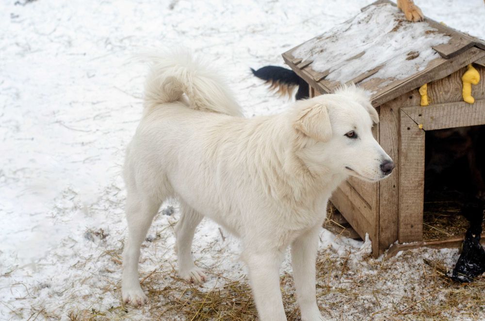Собаки приюта в поиске дома