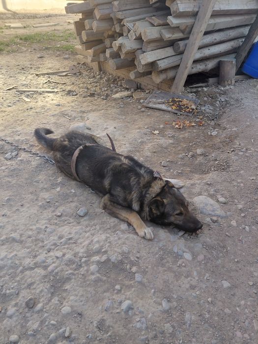 Ит собака тегін даром