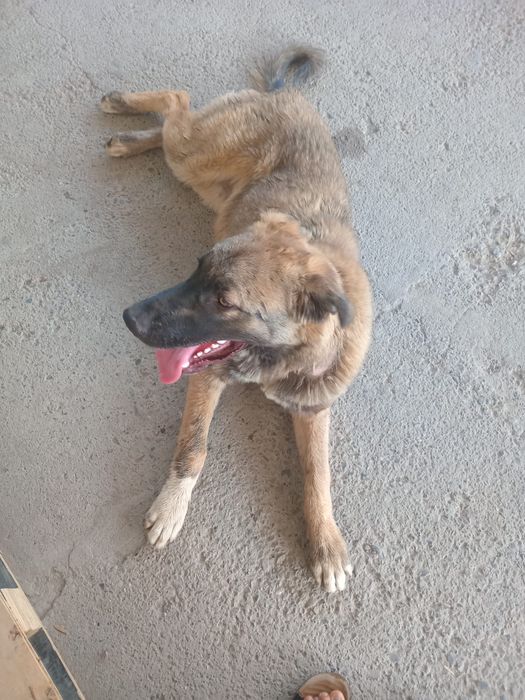 Күшік сатылады бағасы келсеміз