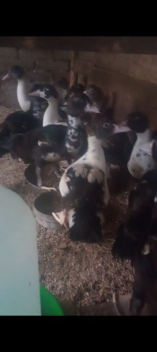 Индоутята продам