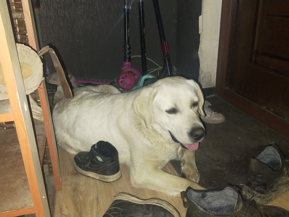 Продам собаку Лабрадор