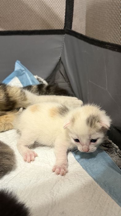 Срочно Отдам котят в добрые руки