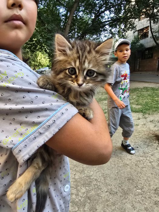 Котята и мама кошечка