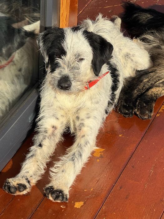 Cațelușă spre adopție (Pată)