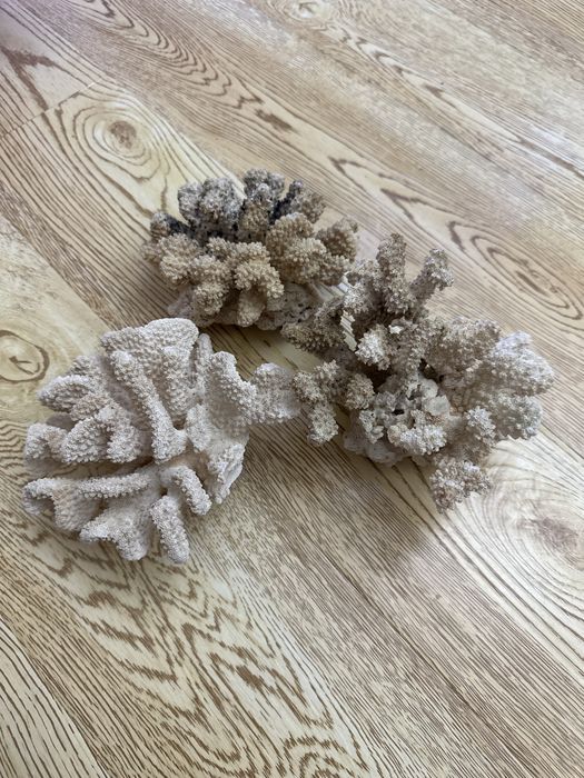 Морские кораллы