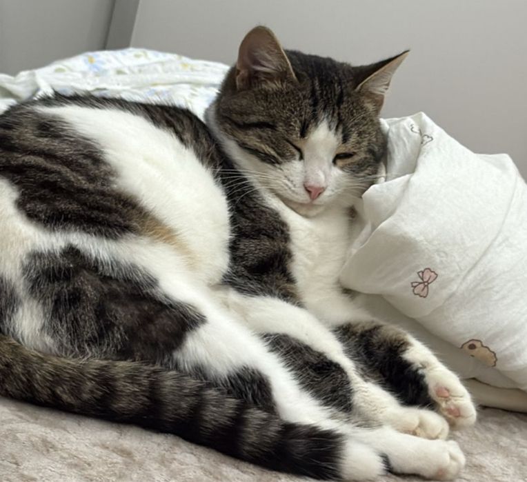 Отдам кота в добрые руки