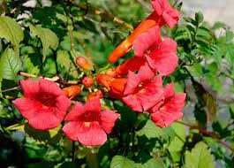 Кампсис красивая лиана