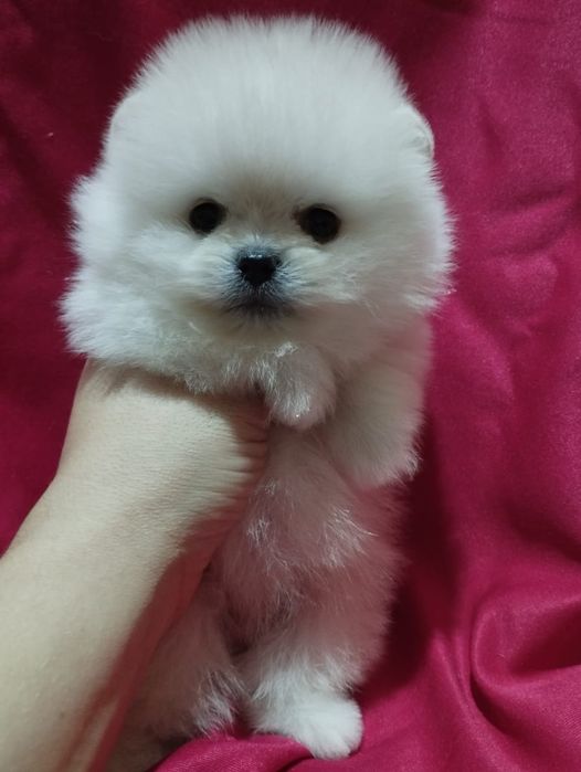 Продам щенков померанских шпицев