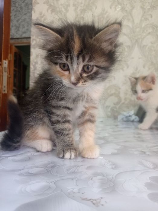 Отдам котят в добрые руки бесплатно