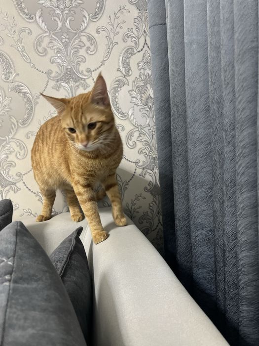 Mushuk vyaskaga beriladi