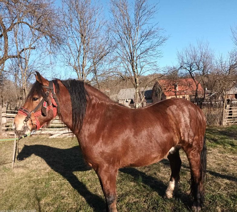 Cal in varsta de 4 ani