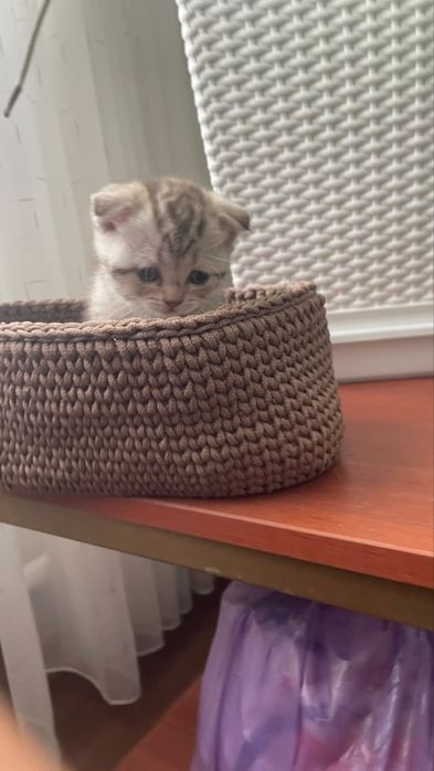 Продажа котят снизу номер
