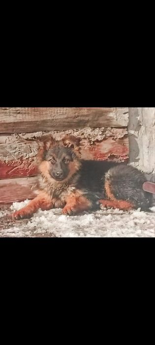 Немецкие овчарки