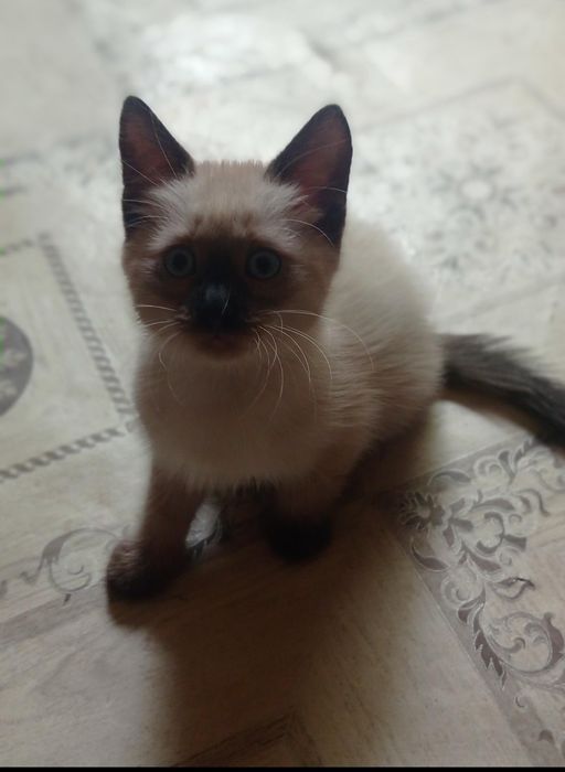 Отдам бесплатно котёнка