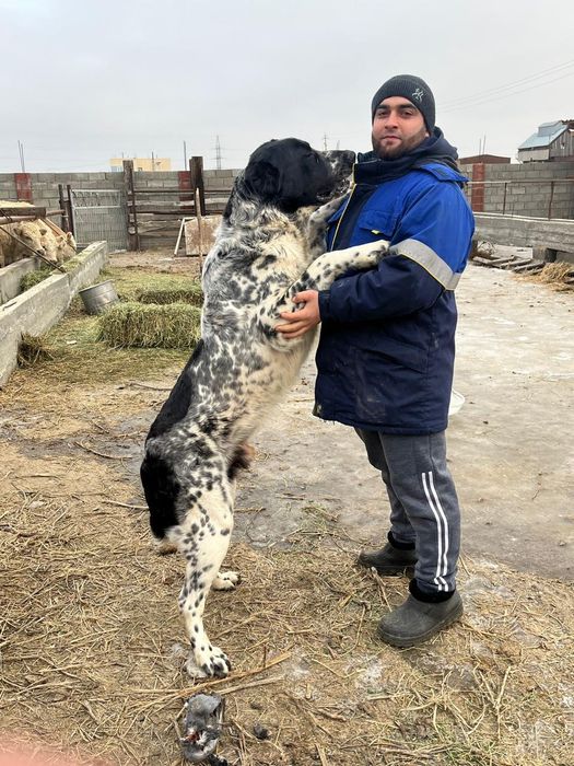 Продам щенка Алабая