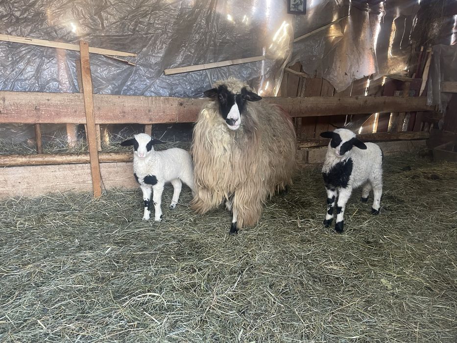 Vand Oaie Breaza cu doua mielute!