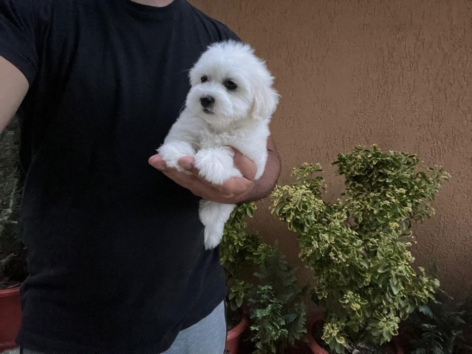 Bichon Maltez Deosebit